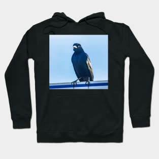 Boat-tailed Grackle 2 Hoodie